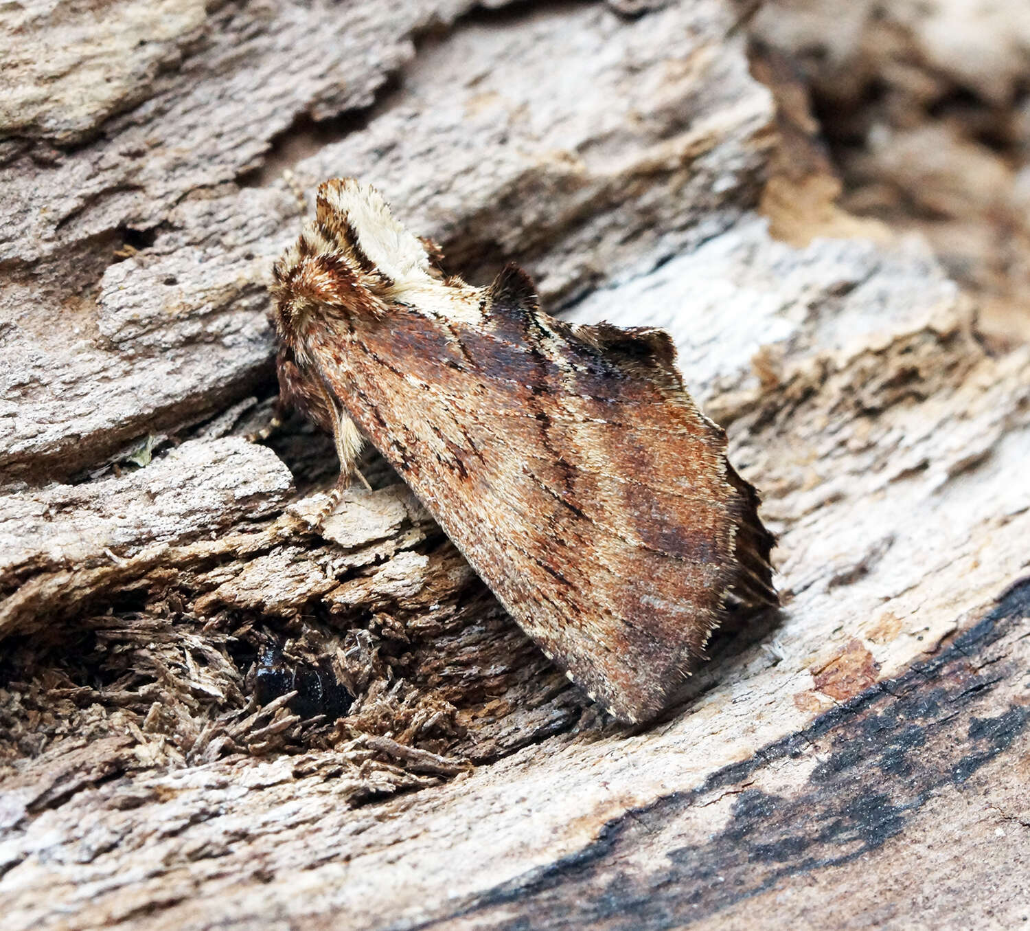 Image of Coxcomb Prominent