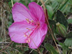 Image of Oenothera deserticola (Loes.) Munz