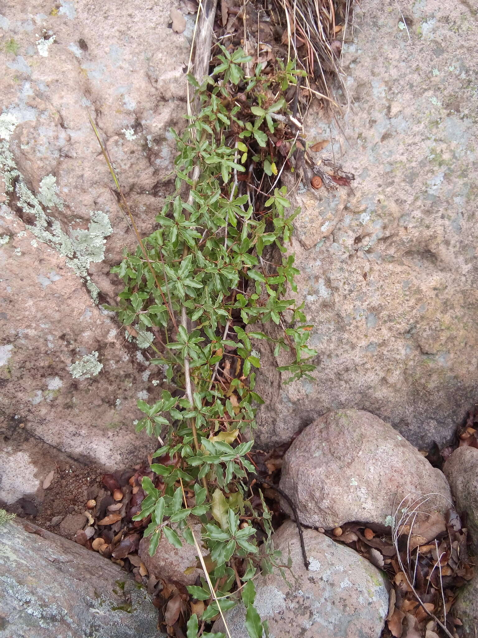 Image of Quercus microphylla Née