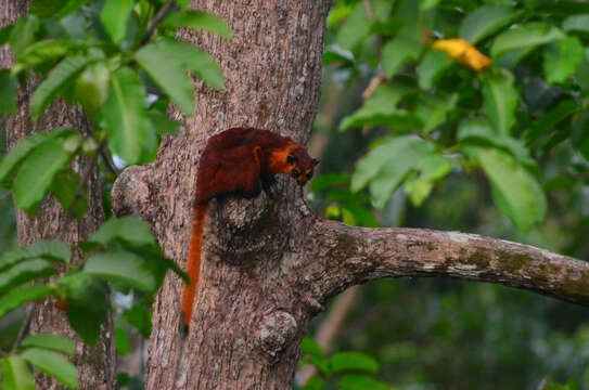 Image of Giant Flying Squirrels