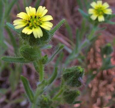 Слика од Madia gracilis (Sm.) Keck & J. Clausen ex Applegate