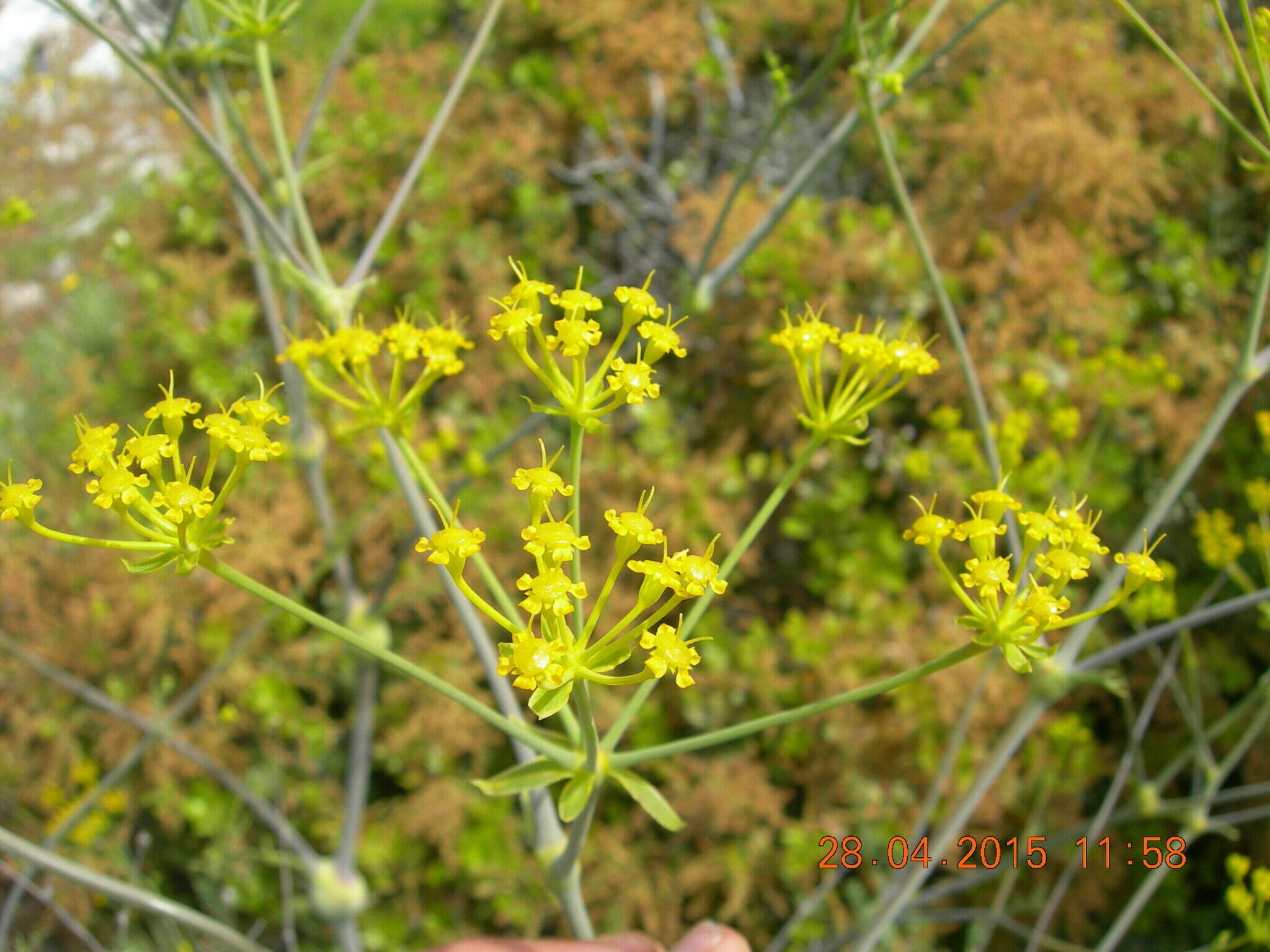 Imagem de Ferulago nodosa (L.) Boiss.