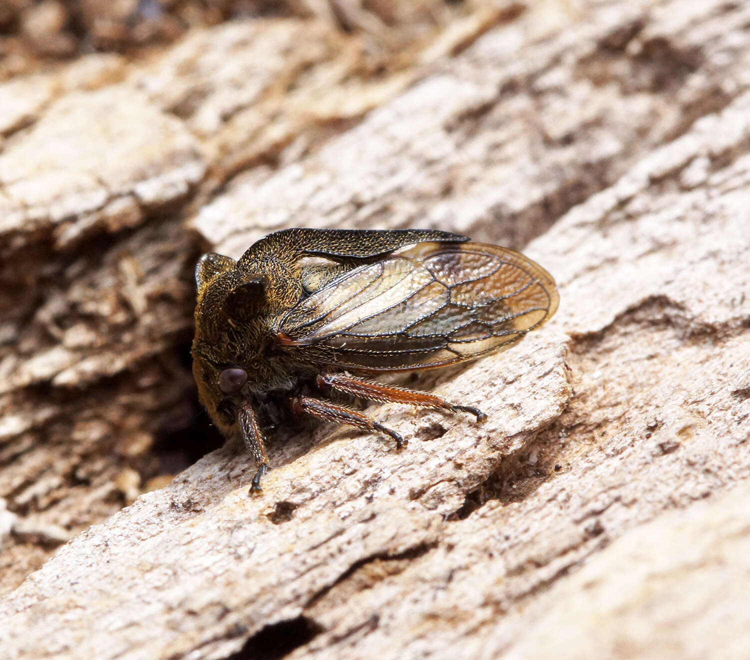 Image of Centrotus cornutus