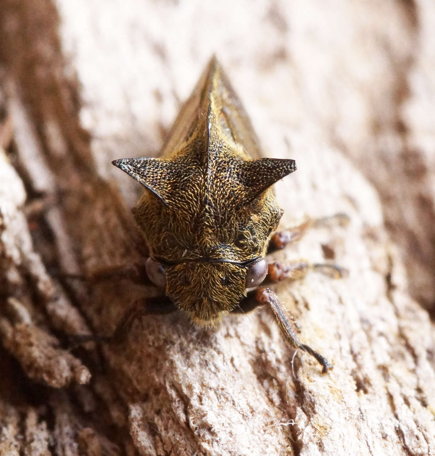 Image de Centrotus cornutus