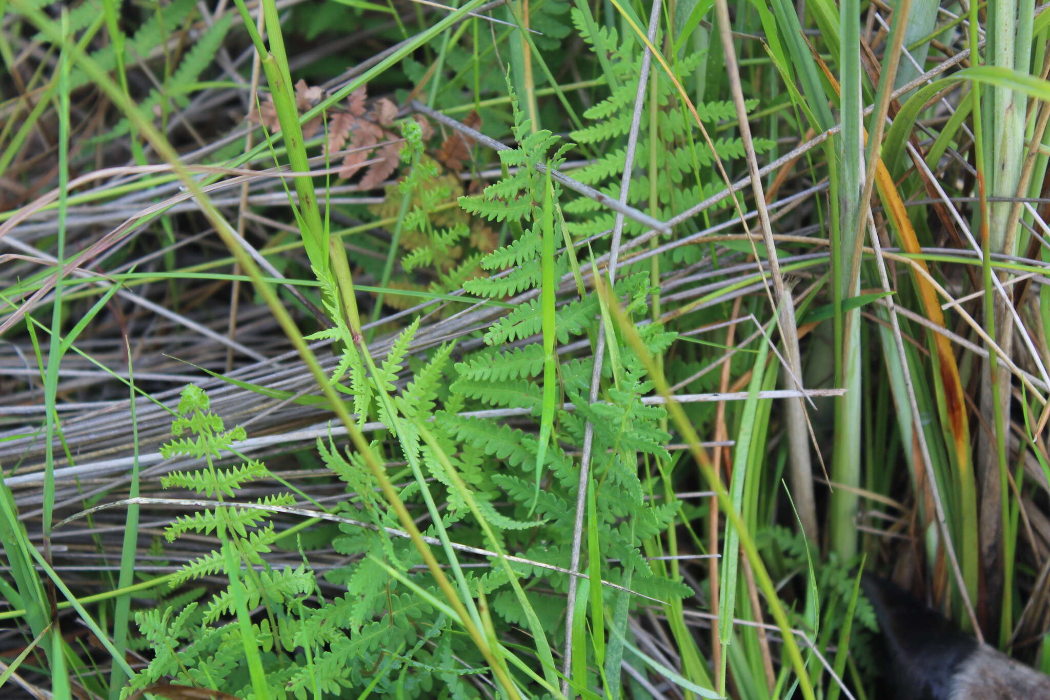 Image of Thelypteris confluens (Thunb.) C. V. Morton