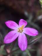 Image of Big Bear Valley phlox