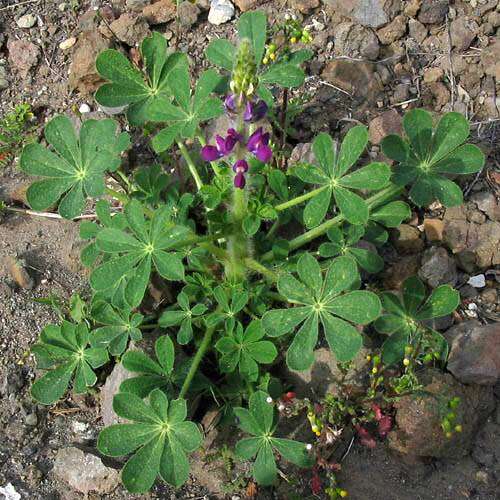 Plancia ëd Lupinus hirsutissimus Benth.