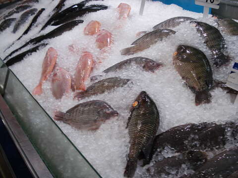 Image of Nile tilapia