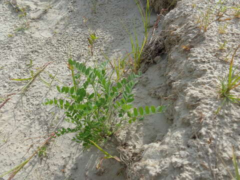 Image of Hungarian milkvetch