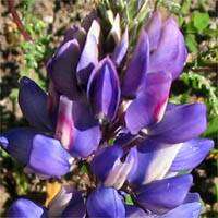 Image of hollowleaf annual lupine