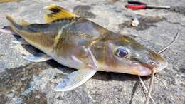 Image of Ornate Pimelodus