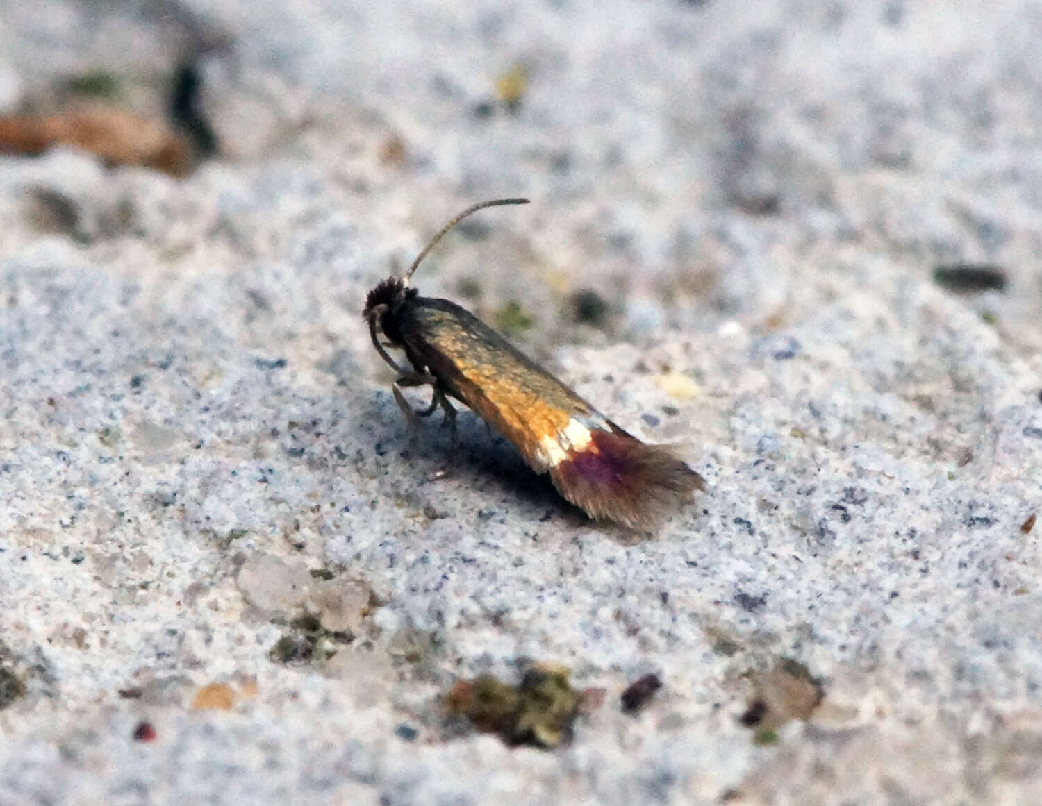 Image of Stigmella hybnerella (Hübner 1796) Fletcher et al. 1945