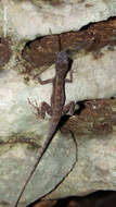 Image of Anolis bicaorum (Köhler 1996)