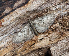 Image of oak-tree pug