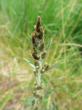 Image of heath cudweed