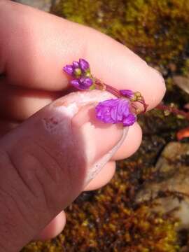 Image of Columbian lewisia