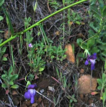 Imagem de Antirrhinum strictum (Hooker & Arnott) A. Gray