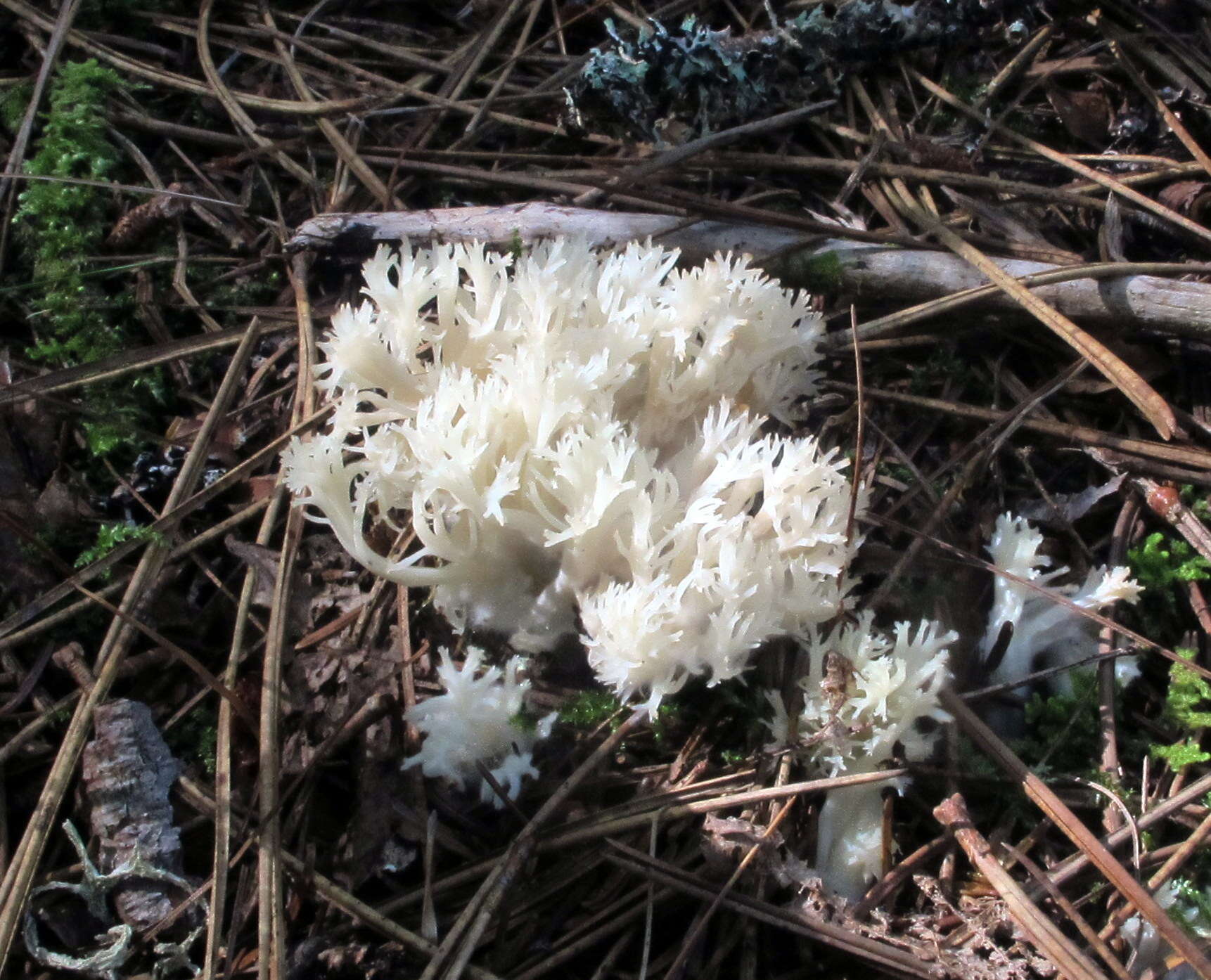 Image of Clavulina coralloides (L.) J. Schröt. 1888