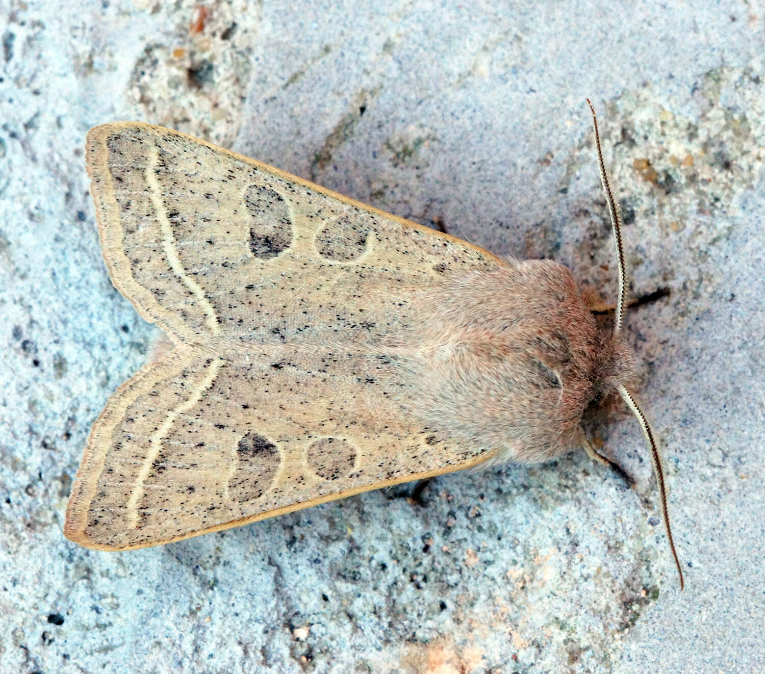 Слика од Orthosia gracilis Schiffermüller 1775