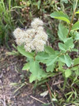 Sivun Spiraea betulifolia var. lucida (Dougl. ex Greene) C. L. Hitchc. kuva