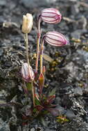 Image de Silene uralensis (Ruprecht) Bocquet