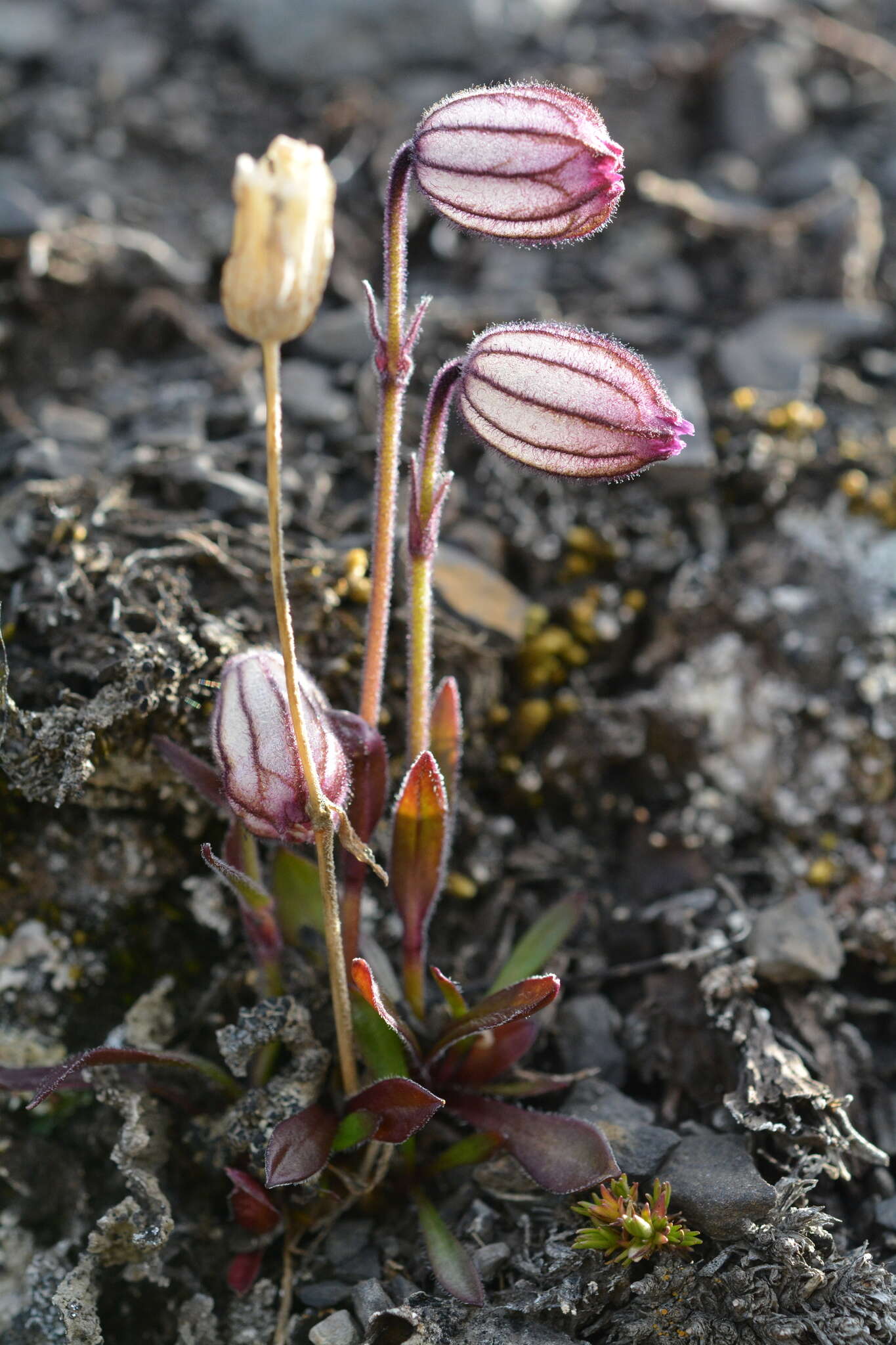 Image of apetalous catchfly