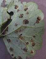 Image of Puccinia glechomatis DC. 1808