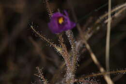 Image of Byblis filifolia Planch.