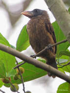 Image of Naked-faced Barbet