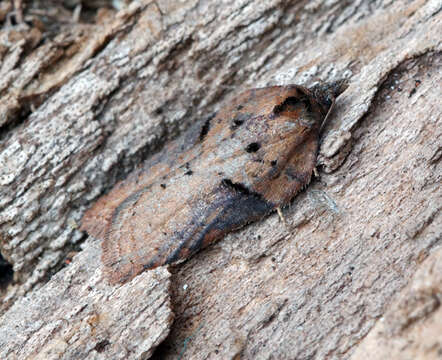 Image of Acleris hastiana Linnaeus 1758