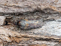 Image of Acleris hastiana Linnaeus 1758