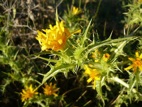 Image of Spanish oyster thistle