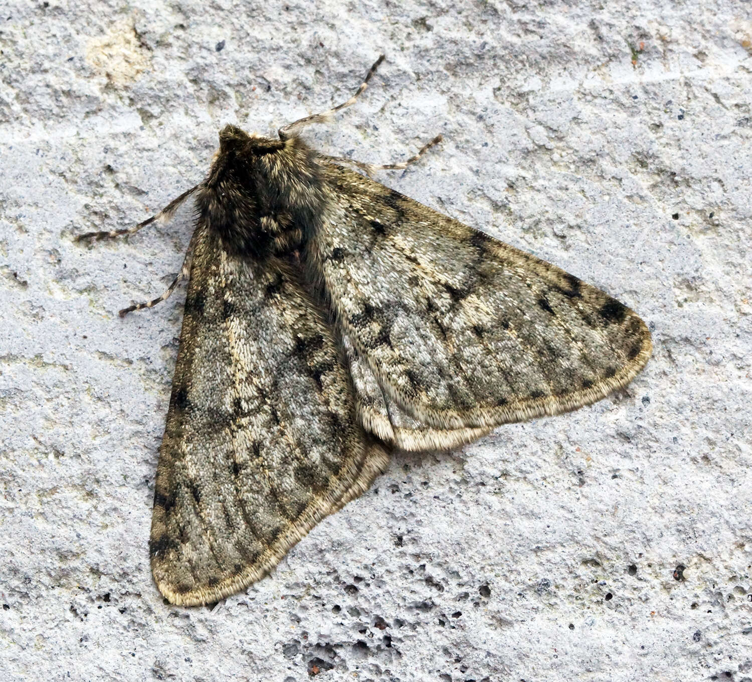 Image of pale brindled beauty