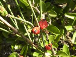 Image of Ephedra triandra Tul.