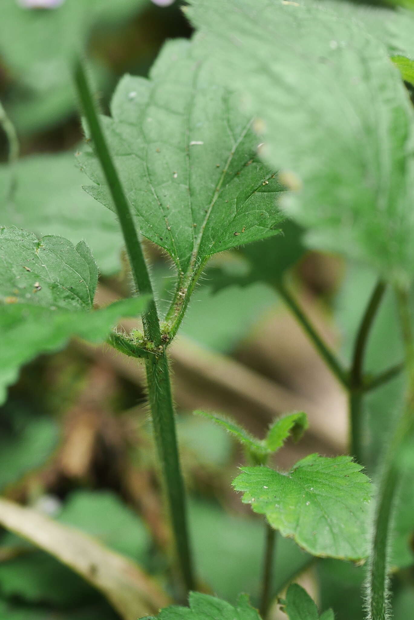 Stachys geobombycis C. Y. Wu resmi