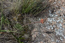 Image of Aloe haworthioides Baker