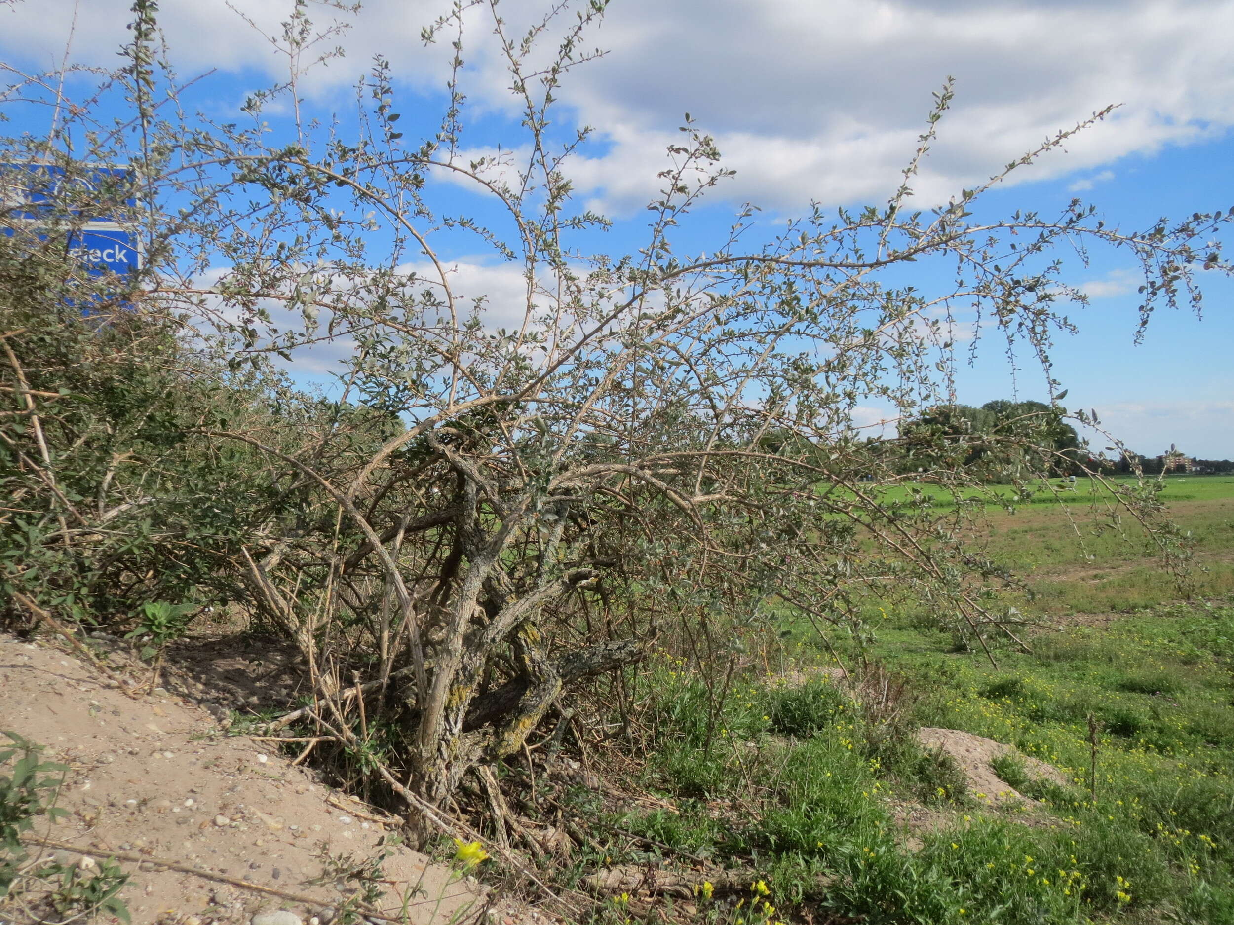 Image of matrimony vine