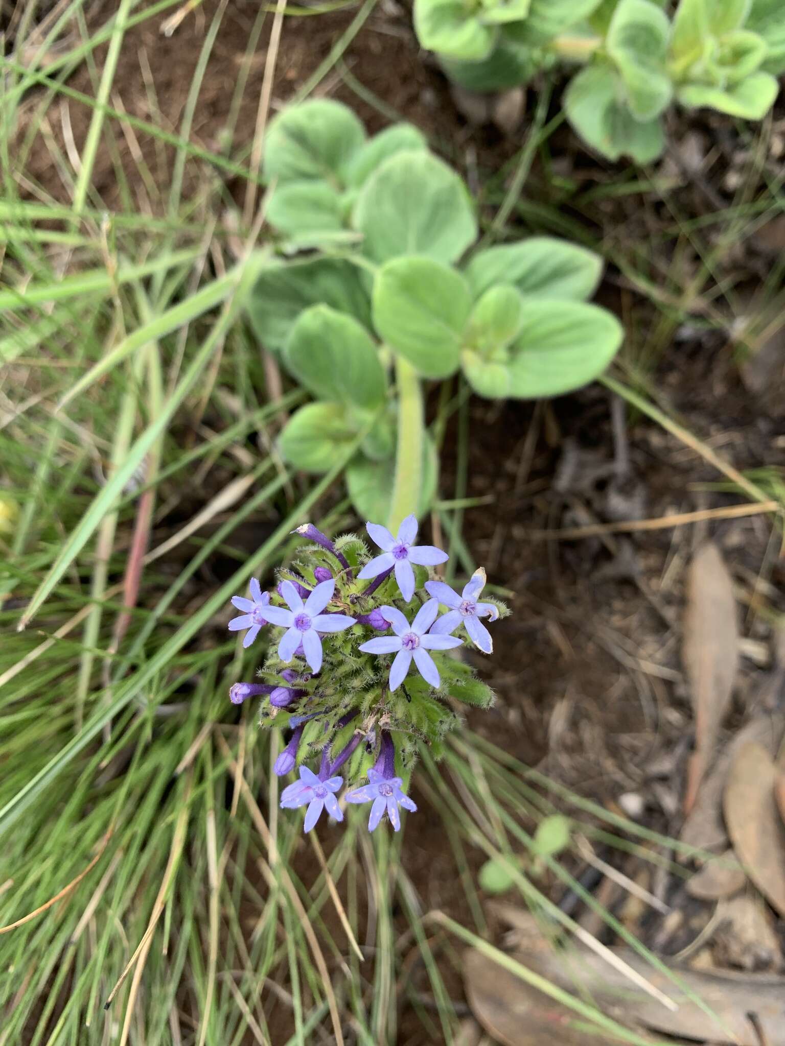 Image of Pentanisia prunelloides subsp. latifolia (Hochst.) Verdc.