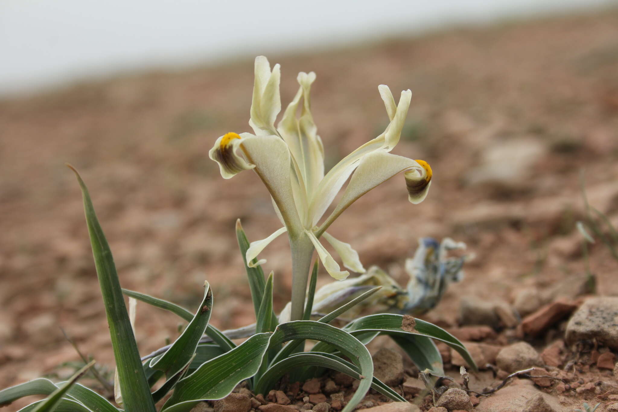 Image of Persian Iris