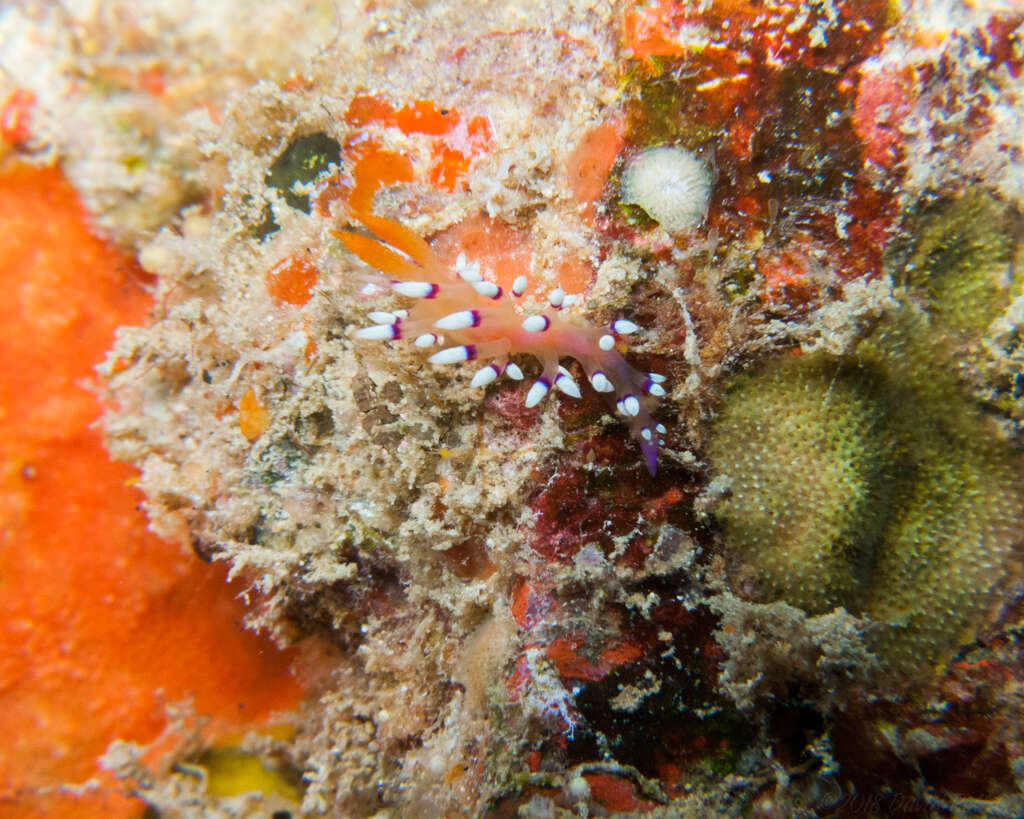 Image of Whitetip purple cerrata pink slug