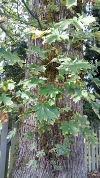 Image of bigleaf maple