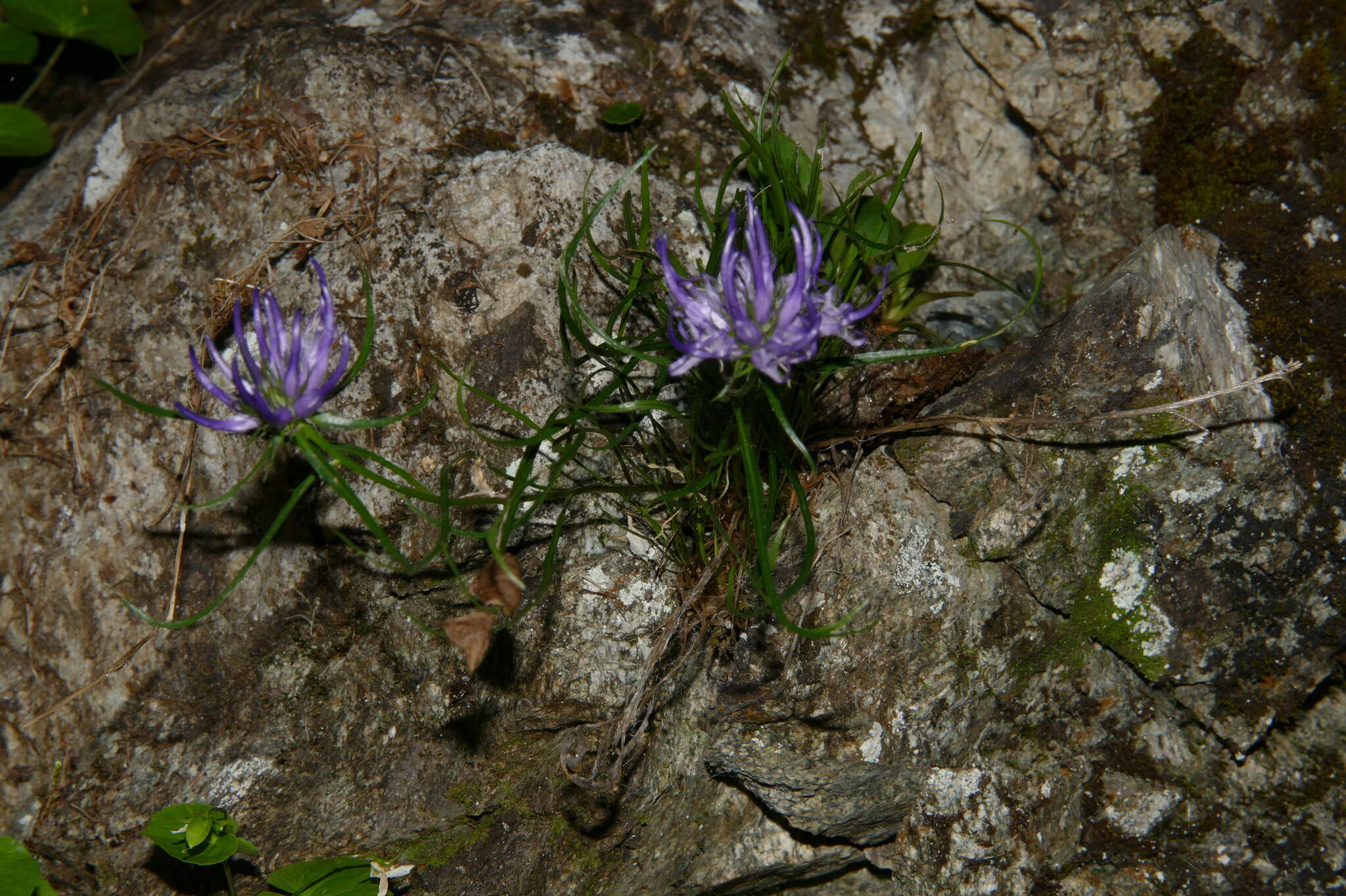 صورة Phyteuma hedraianthifolium Rich. Schulz