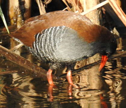 Image of African Rail