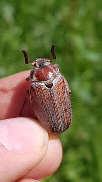 Image of chestnut cockchafer