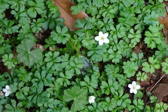 Ellisiophyllum pinnatum (Wall. ex Benth.) Makino resmi