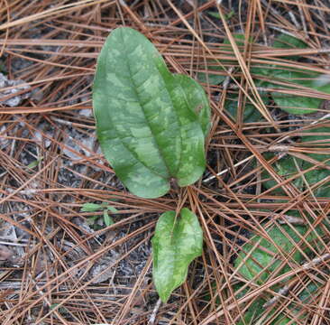 Image of Sarsparilla-Vine