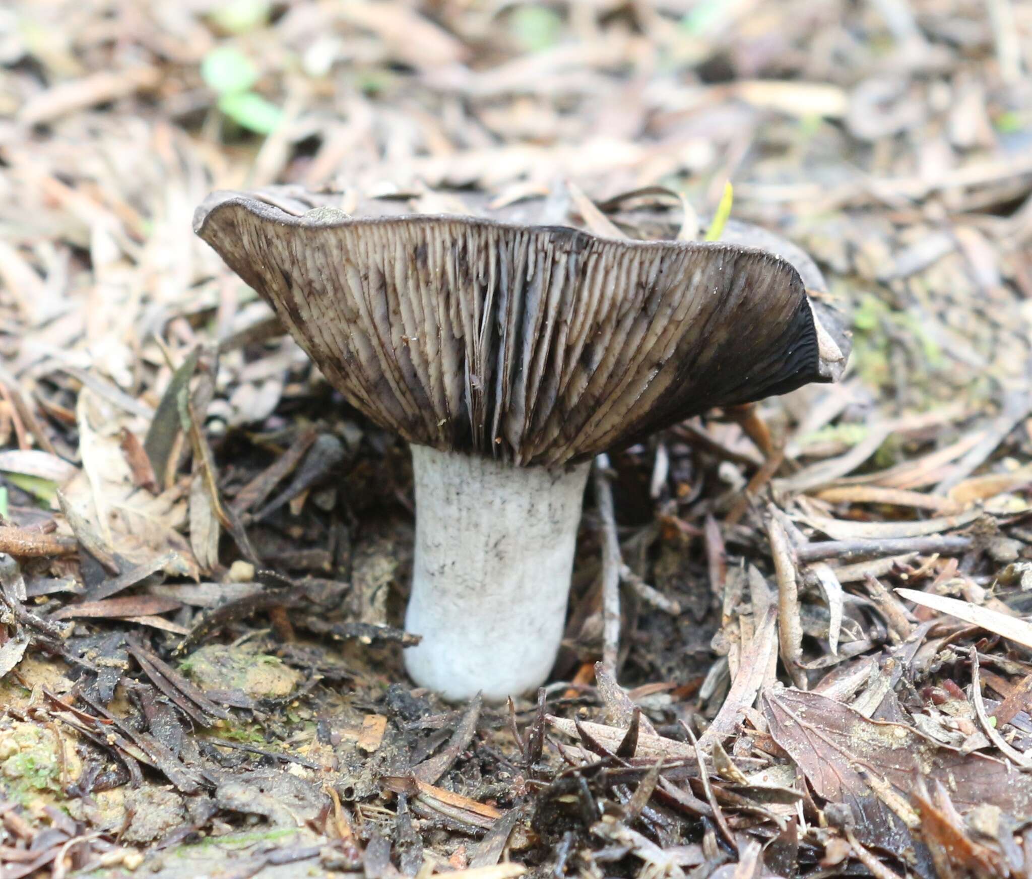 Plancia ëd Russula inquinata McNabb 1973