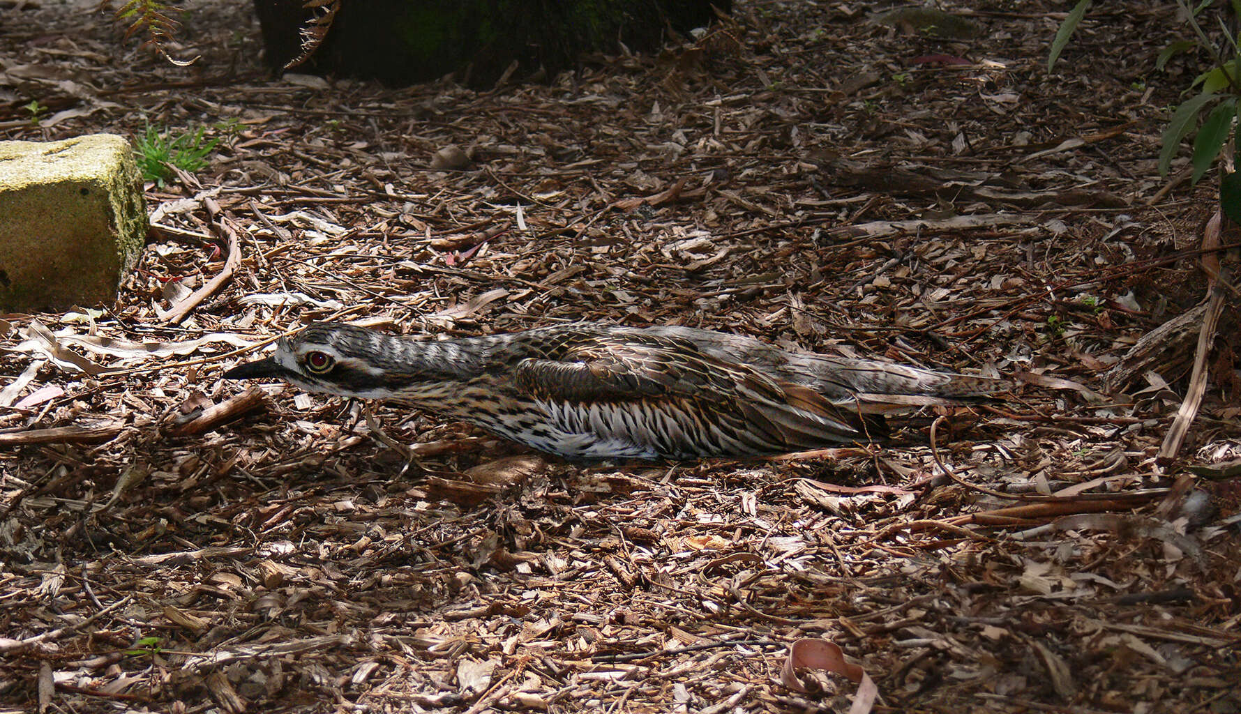 Image of Bush Stone-curlew