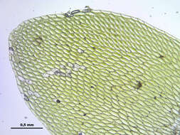 Image of hookeria moss