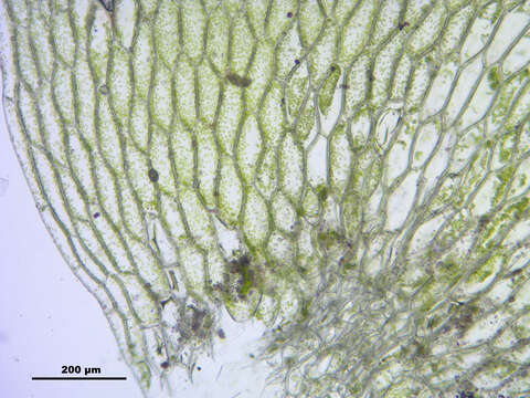 Image of hookeria moss